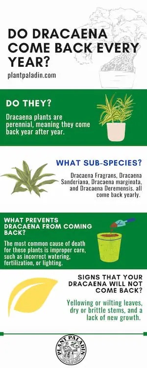 Do Dracaena Come Back Every Year - infographic