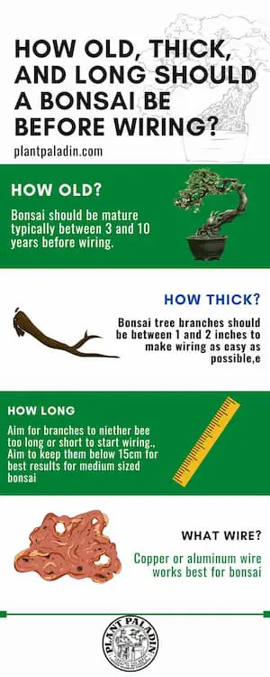 How (Old, Thick, Long) Should a Bonsai Be Before Wiring? Infographic 