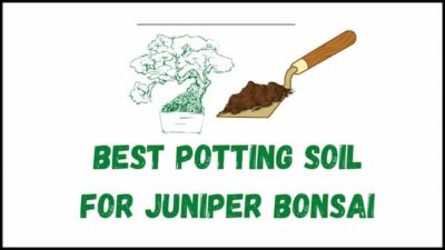 best soil for juniper bonsai
