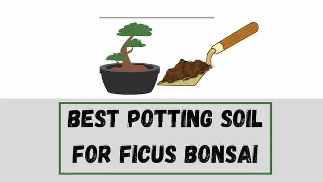 Best Potting Soil For Ficus Bonsai