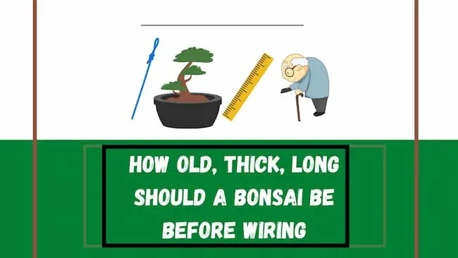 How (Old, Thick, Long) Should a Bonsai Be Before Wiring