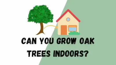 Can You Grow Oak Trees Indoors? (species, location)