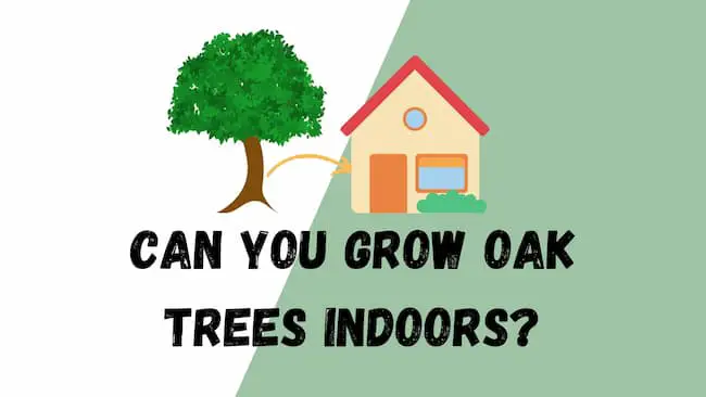 Can You Grow Oak Trees Indoors