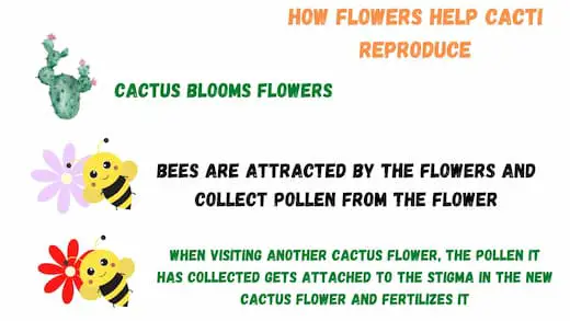 why cacti have flowers - fertilization