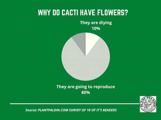 Why do cacti have flowers