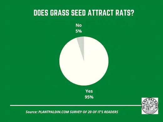 Does grass seed attract rats - survey results