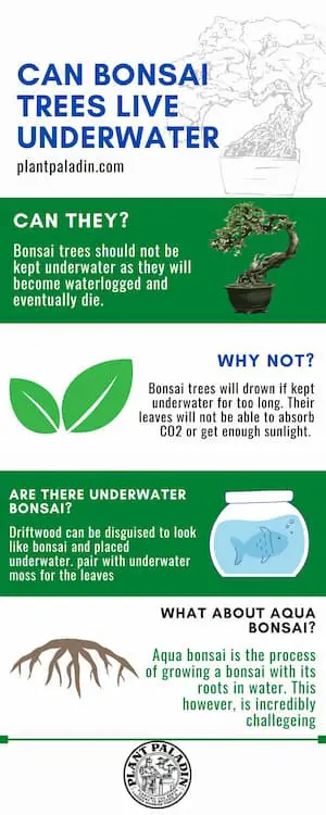 Can bonsai trees live underwater (underwater bonsai trees) - infographic