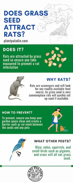 Does grass seed attract rats - infographic