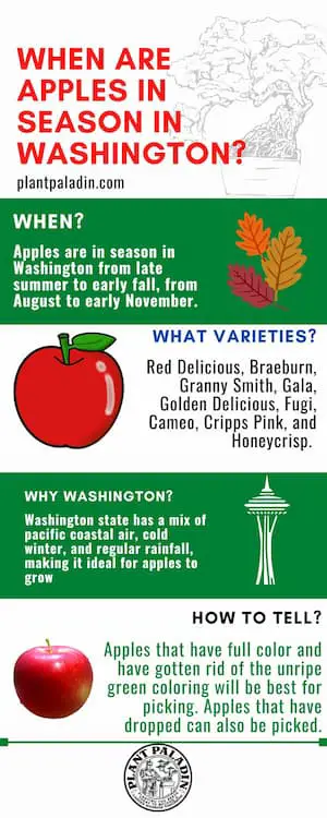 When Are Apples In Season In Washington - Infograph