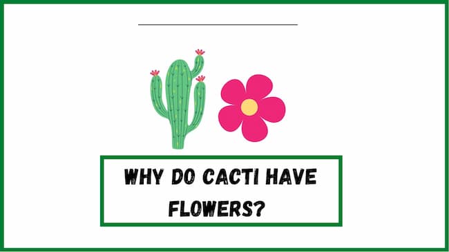 Why do cacti have flowers