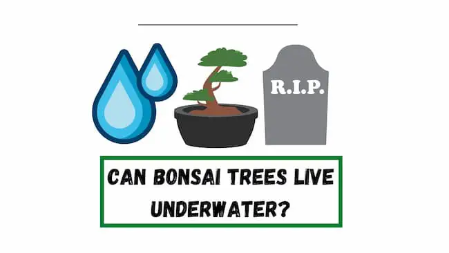 Can Bonsai Trees Live Underwater 