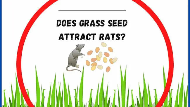 Does grass seed attract rats
