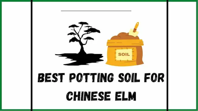 best potting soil for chinese elm bonsai
