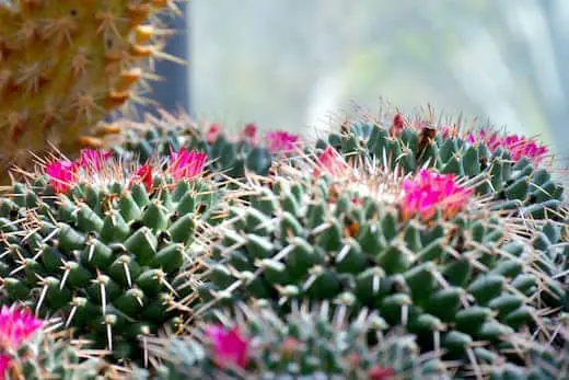 Where flowers are located on cacti
