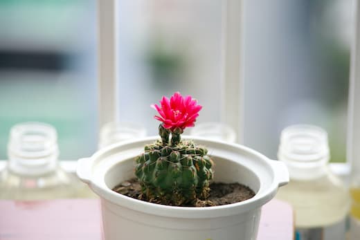 Where flowers are located on cacti