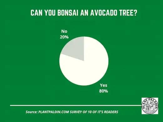 can you bonsai an avocado tree - survey results