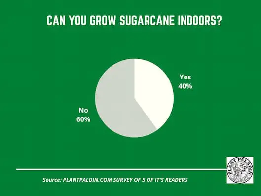 Can you grow Sugarcane indoors - survey results