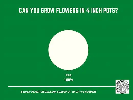 Flowers for 4-inch pots - survey results