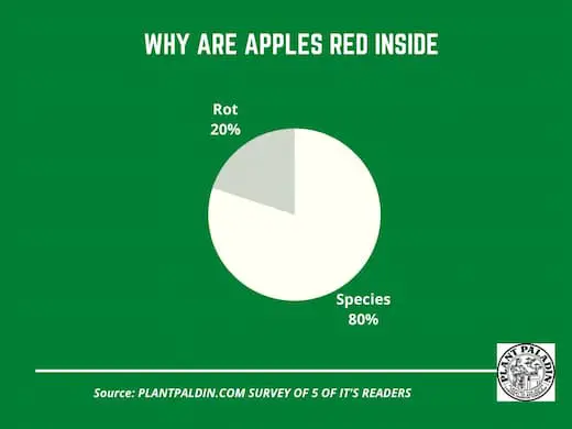 Why Are Apples Red Inside - survey results