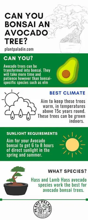 Can you bonsai an avocado tree - infographic