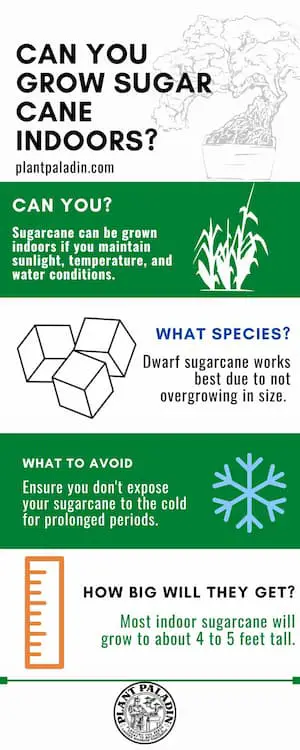 How to grow sugar cane indoors - infographic