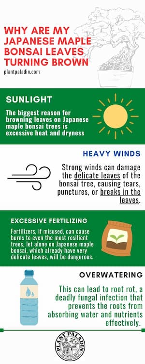 Why Are My Japanese Maple Bonsai Leaves Turning Brown - infographic