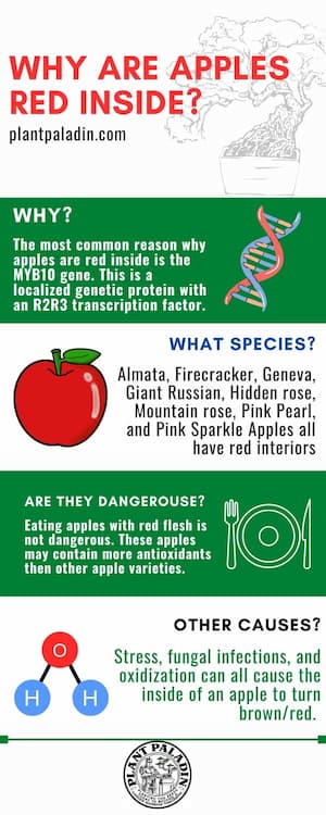 Why Are Apples Red Inside - infographic 