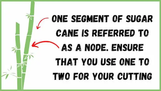 What are sugarcane nodes