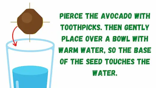 Pierce the avocado seed