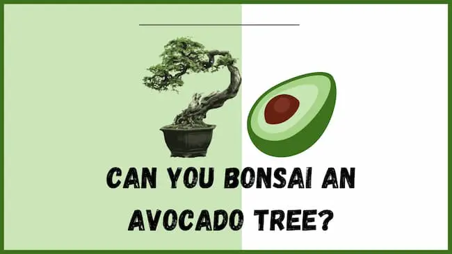 Can you bonsai an avocado tree?