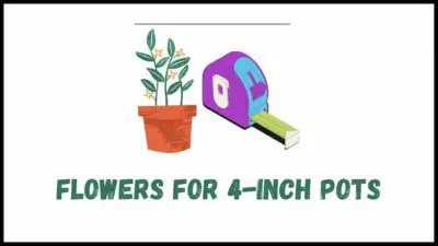 Flowers for 4-inch pots (what are the best) 