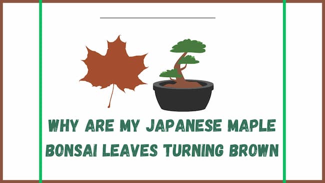 Why Are My Japanese Maple Bonsai Leaves Turning Brown