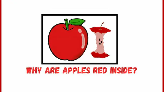 Why are apples red inside?
