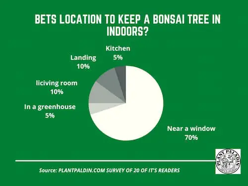 where should I put a bonsai tree in my house - Survey results