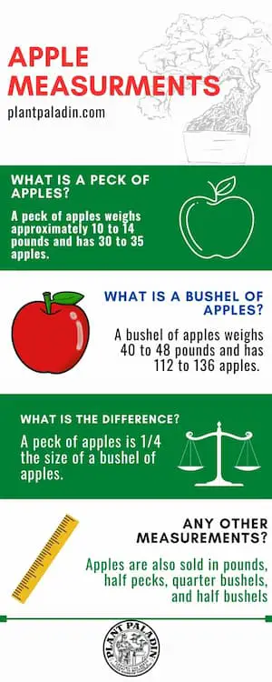 how many pounds are in a peck of apples - infographic