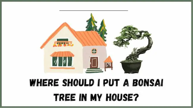 where should I put a bonsai tree in my house