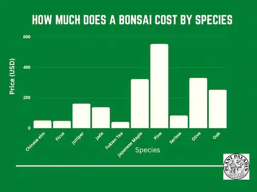 How much does a bonsai tree cost by species