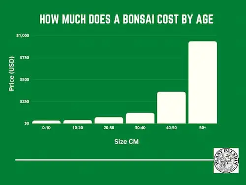 bonsai tree cost by size