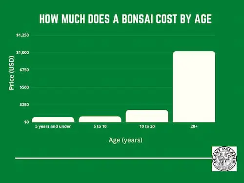 Bonsai cost by age