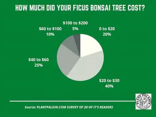 How much does a ficus bonsai tree cost - survey results
