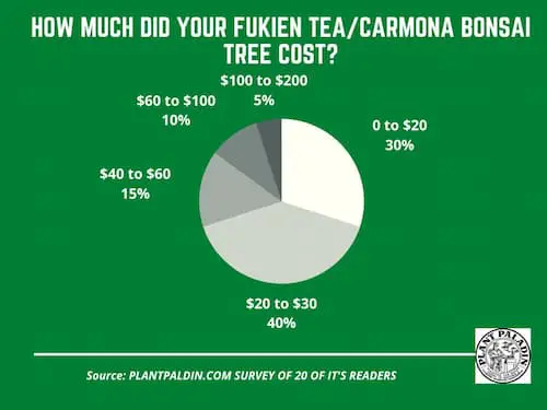 Fukien Tea/Carmona bonsai tree cost