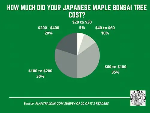 How much does a Japanese Maple bonsai tree cost - survey results