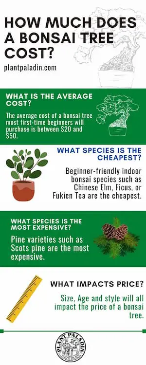 How much does a bonsai tree cost - Infographic