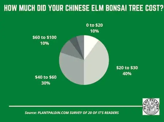 How much does a Chinese elm bonsai tree cost - survey results