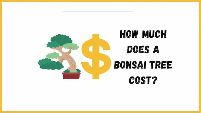 How Much Does A Bonsai Tree Cost