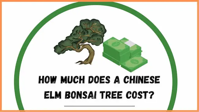 How much does a Chinese elm bonsai tree cost