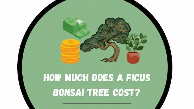 How Much Does A Ficus Bonsai Cost?