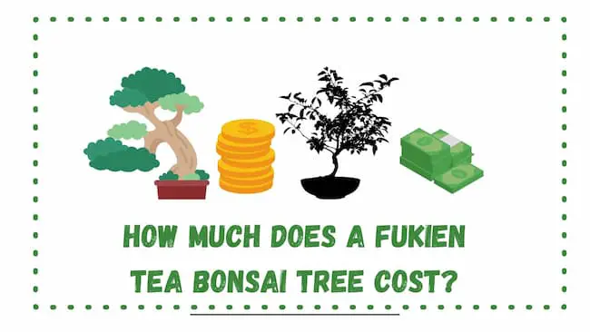 How much does a fukien Tea bonsai tree cost