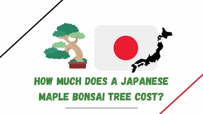 How much does a Japanese maple bonsai tree cost?