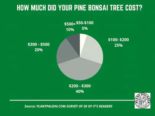 How much does a pine bonsai tree cost? Survey results